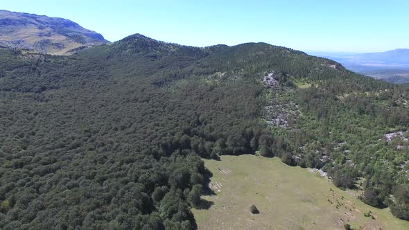 Flying above thick forest of Dinara mountain with grass plains in between alt