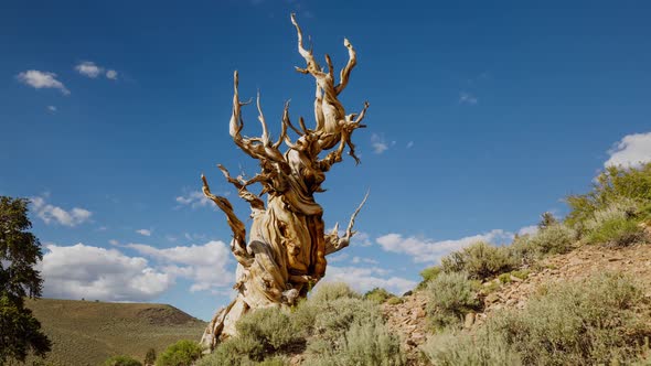 Time lapse of the clouds moving behind a Bristlecone Pine Tree alt