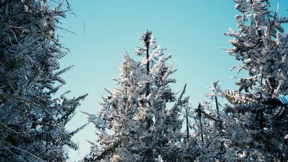 Winter Calm Forest at Sunny Day alt