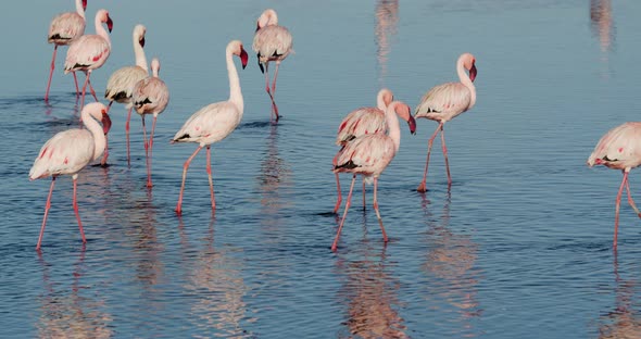 Lots of wild flamingos are walking in the water and looking for food, 4k alt