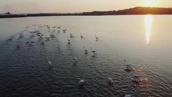 Flock Of Pink Flamingos Flying Over And Wading On The Calm Water In Vendicari Reserve With Sunset Re alt