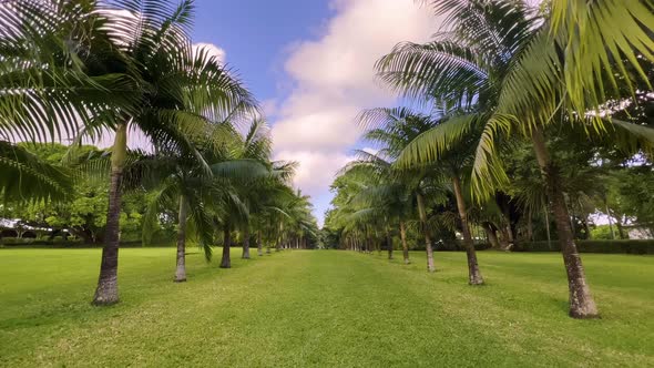 Green Park with Blooming Palm Trees alt