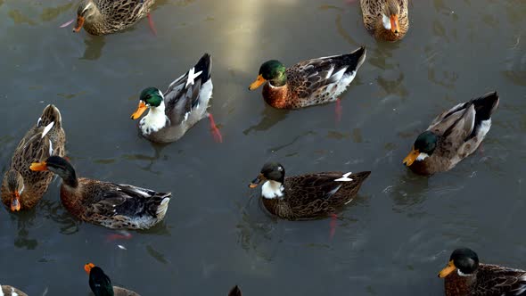 Bird Animal Duck In Lake 9