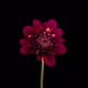 Time-lapse of opening red dahlia flower - VideoHive Item for Sale