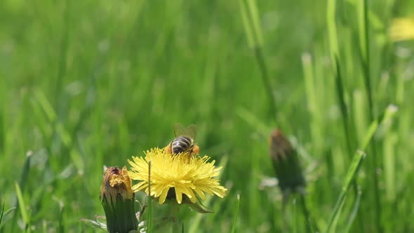 A Bee Collects Pollen From a Dandelion and Fly Away