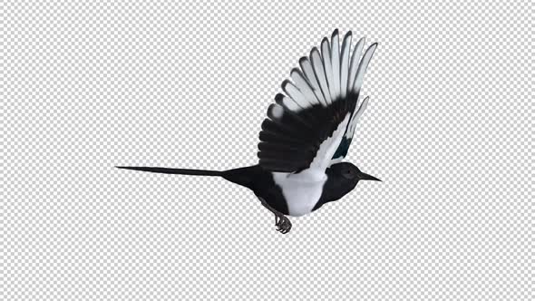 Eurasian Magpie Bird - Flying Loop - SIde View CU - Alpha Channel