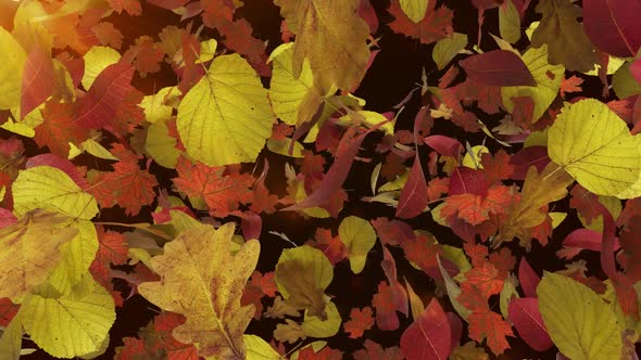 Autumn 3d Background With Flying Leaves