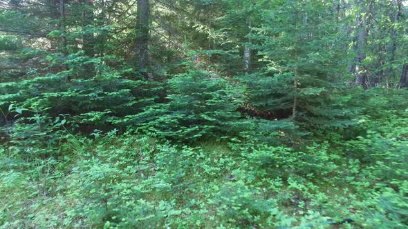 Inside a coniferous forest alt