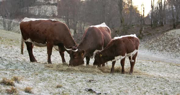 Three Cows Eating Hay in on a Cold Frozen Morning in the Nature