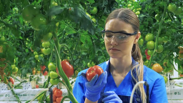 Female Gardener Checks Red Tomato. alt