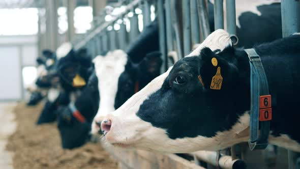 Close Up of a Marked Cow Sticking Her Head Through the Fence alt