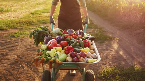 Farmer Transports a Crop of Vegetables in a Wheelbarrow