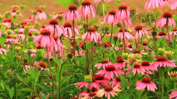 Echinacea Flower on the Field