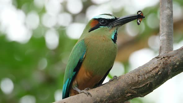 Colorful Motmot Bird with a Butterfly in its Beak in the Forest Woodland