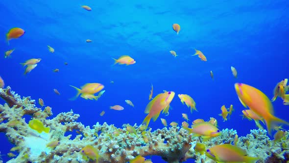 Coral Garden Orange Fish alt