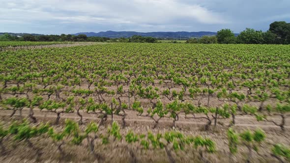 Aerial View of Vineyards in Penedes Catalonia Spain