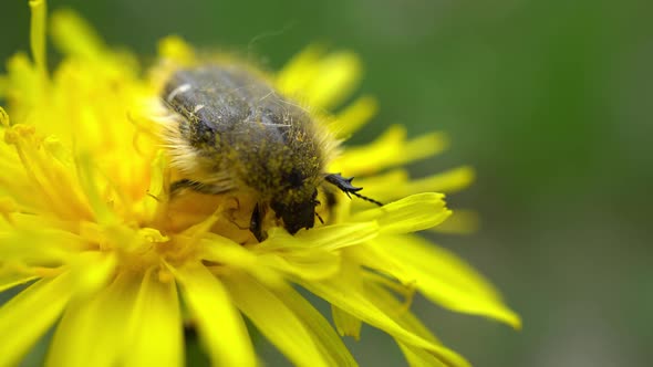 Beetle Gathers Pollen On Yellow Dandelion 2 alt