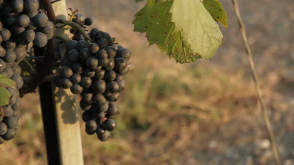 Vineyard close up tracking shot outdoor alt