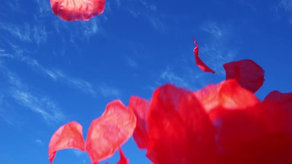 Rose Petals Fly in the Wind Against the Blue Sky
