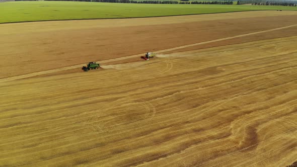 Grain Harvesters Work in Field in Russia