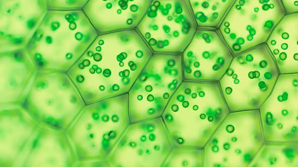 Generic green plant cells under a microscope. Seamless looping animation. alt