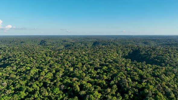 Stunning landscape of Amazon Forest at Amazonas State Brazil. alt