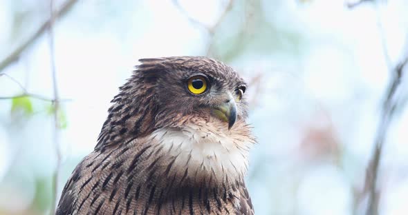 Super Close up of a alert Brown Fish Owl against a soft blue background in Jungle alt