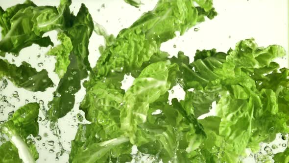 Lettuce Leaves with Splashes of Water Fly Up and Rotate in Flight alt