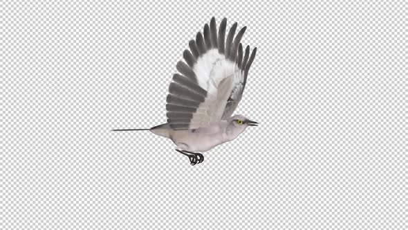 American Mockingbird - Flying Loop -  Side View - Alpha Channel