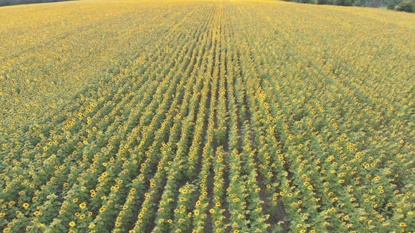 Aerial Drone View of Sunflowers Field. Rows of Sunflowers on a Hill alt
