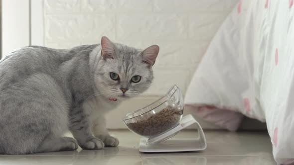 Cute Cat Eating Food From Bowl On Floor alt