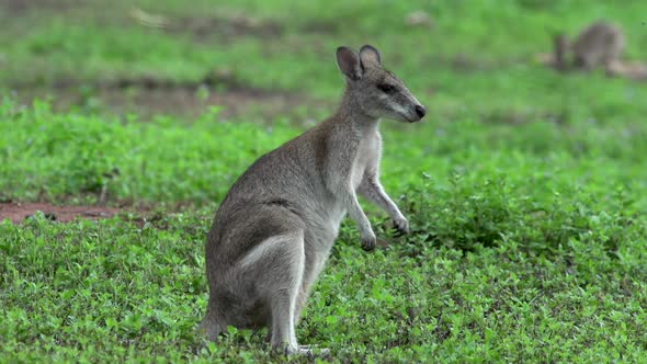Close up from Wallaby looking in to the camera and eating grass alt