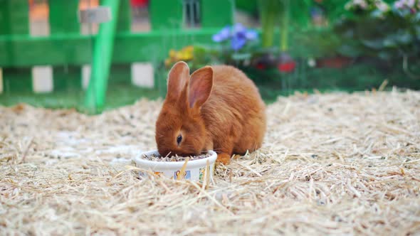 Easter bunnies play, eat and rest in the paddock. alt