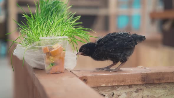 A Little Crow Feeds on Grass, Close-up alt