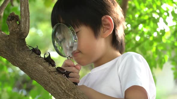 Cute Asian Child Looking Through A Magnifying Glass At A Rhinoceros Beetle In The Forest alt