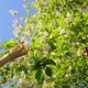 Hand Touches White Flowers on Birdcherry Tree Against Background of Blue Sky - VideoHive Item for Sale