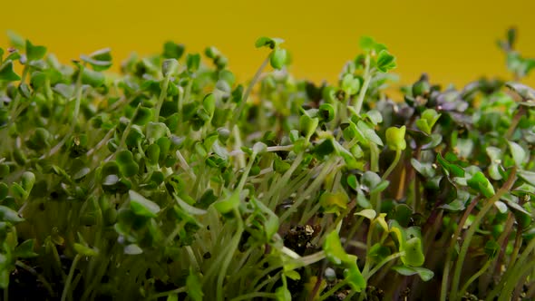 Growing Green Sprouts Plants Seeds in Greenhouse Agriculture alt