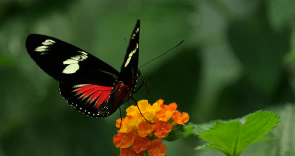 Heliconius doris viridis, the Doris longwing or Doris butterfly alt