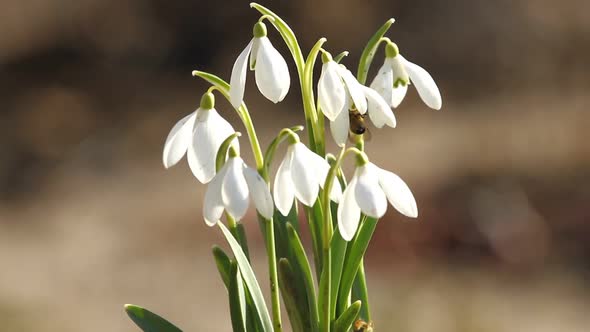 White Snowdrop Flowers And Fly Bee