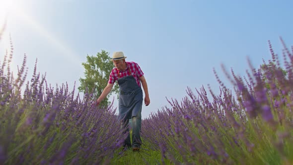 Senior Man Grandfather Farmer Gathering Lavender Flowers on Summer Herb Garden Farm Eco Business alt