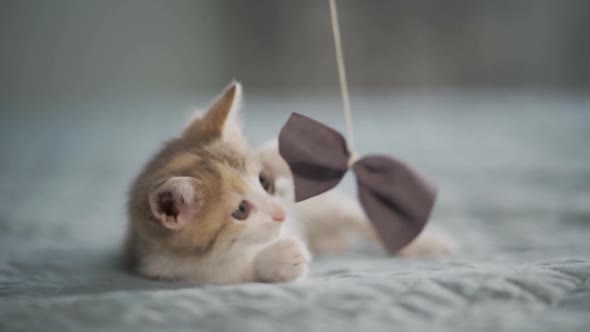 Cute Kitten Plays with a Bow on the Bed in the Bedroom