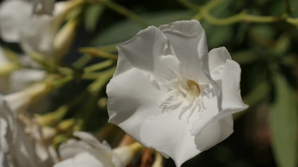 White  Nerium oleander flower 4K 2160p 30fps UltraHD footage - Close-up of dogbane family plant  384