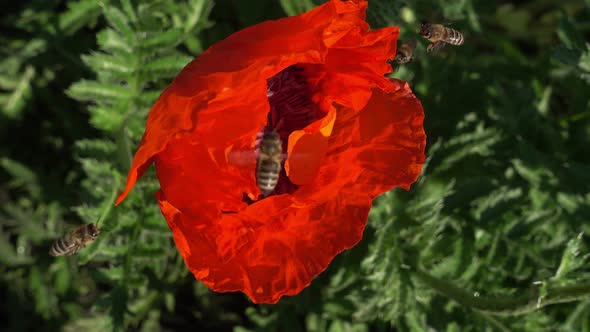 Bees Flies To a Large Poppy Flower for Pollen