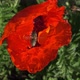 Bees Flies To a Large Poppy Flower for Pollen - VideoHive Item for Sale