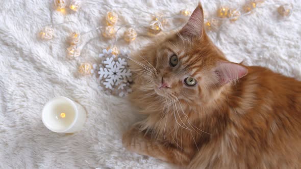 Maine Coon Cat on a White Fluffy Blanket Lies in the Christmas Decorations and Looks at Camera