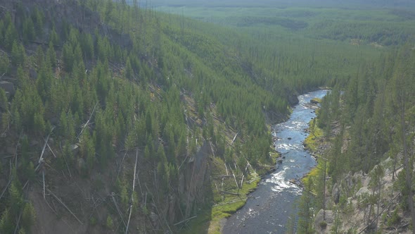 A river surrounded by forest alt