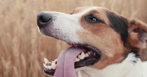 Jack Russell Breathing Hard with His Tongue Out alt