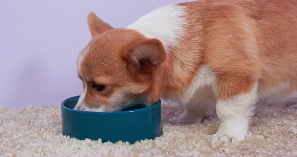 Cute Corgi Dogy with Long Ears Eats Food From Dog Bowl