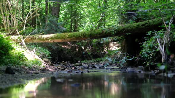 Clear Brook in Wild Forest