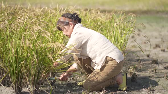 woman harvesting rice alt
